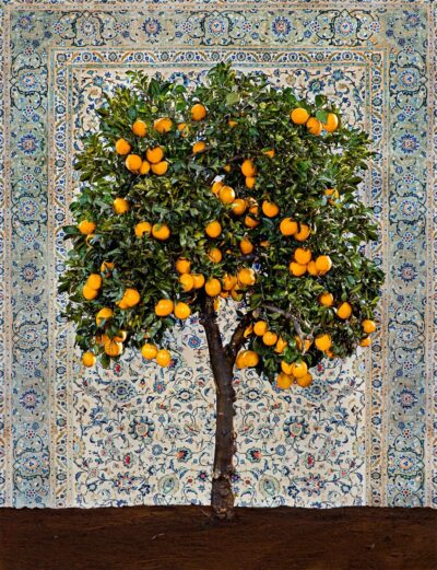 Tal Shochat, Orange Tree with Persian Carpet, 2022, color print, 150x115 cm